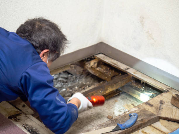 Best Kitchen Mold Remediation in Oswego, IL