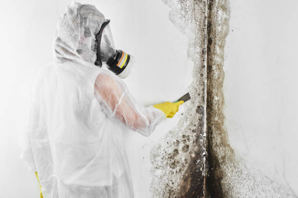 Best Crawl Space Mold Remediation in Oswego, IL