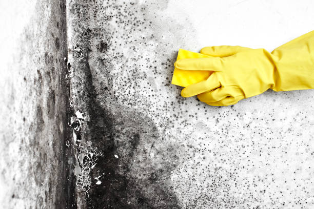 Best Emergency Mold Remediation in Oswego, IL