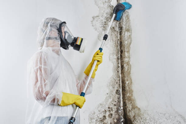 Best Mold Testing and Inspection Services in Oswego, IL