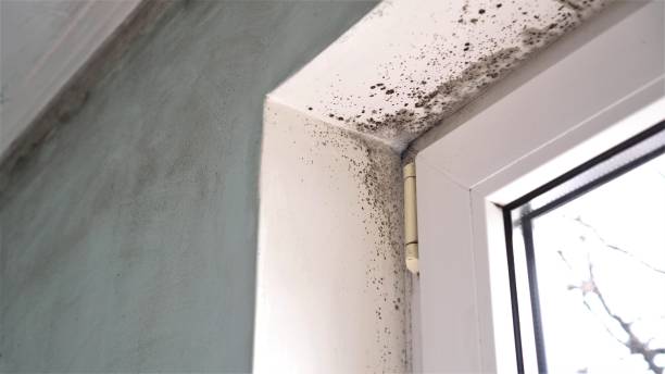 Best White Mold Remediation in Oswego, IL