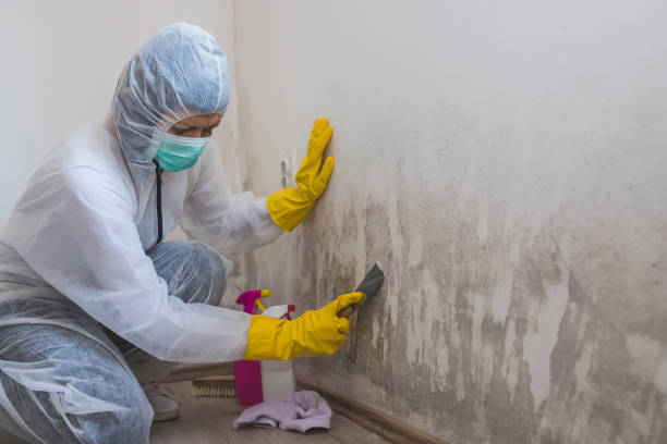 Best Industrial Mold Remediation in Oswego, IL