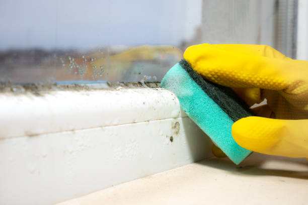 Best Localized Mold Remediation (e.g., coastal areas, humid climates) in Oswego, IL