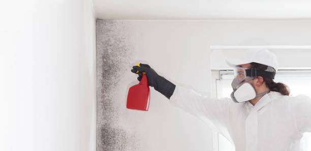Best Industrial Mold Remediation in Oswego, IL