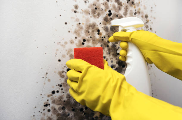 Best Post-Flood Mold Remediation in Oswego, IL