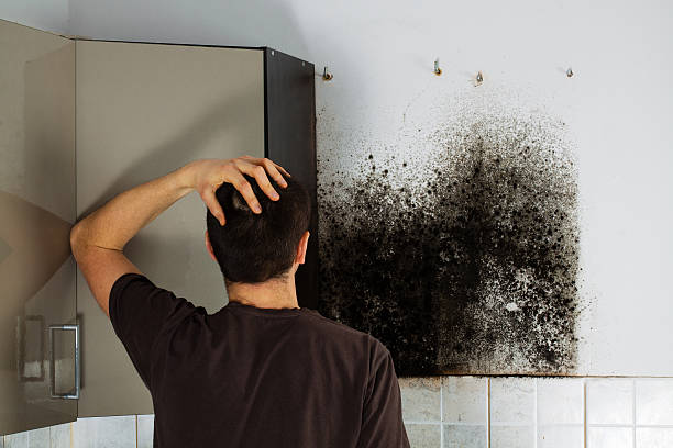 Best Attic Mold Remediation in Oswego, IL