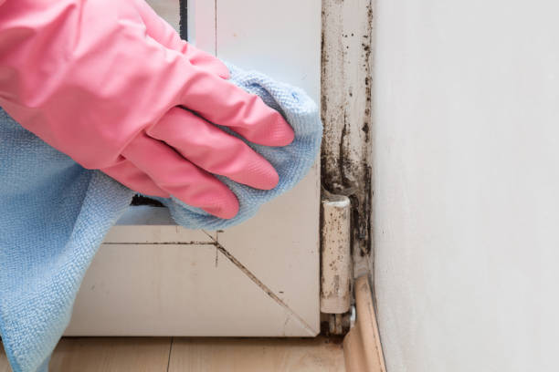 Best Commercial Mold Remediation in Oswego, IL