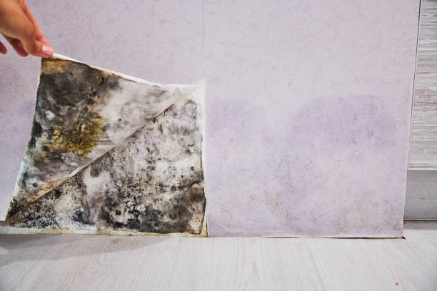 Best Emergency Mold Remediation in Oswego, IL